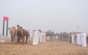 مهرجان الظفرة يبدأ ترصيص الإبل استعداداً لدورته العشرين 5 مهرجان الظفرة يبدأ ترصيص الإبل استعداداً لدورته العشرين