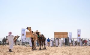 مهرجان الظفرة يبدأ ترصيص الإبل استعداداً لدورته العشرين 3 مهرجان الظفرة يبدأ ترصيص الإبل استعداداً لدورته العشرين