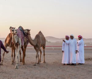 مهرجان الظفرة يواصل «ترصيص الإبل» استعداداً لدورته العشرين 9 مهرجان الظفرة يواصل «ترصيص الإبل» استعداداً لدورته العشرين