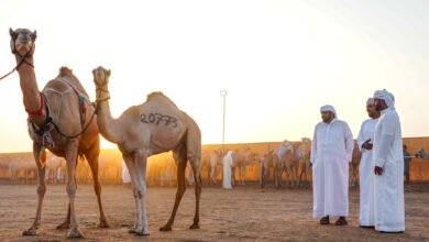 مهرجان الظفرة يواصل «ترصيص الإبل» استعداداً لدورته العشرين 4 مهرجان الظفرة يواصل «ترصيص الإبل» استعداداً لدورته العشرين