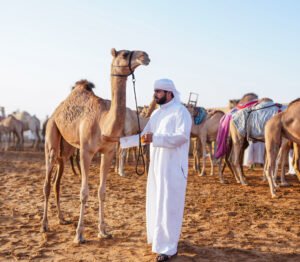 مهرجان الظفرة يواصل «ترصيص الإبل» استعداداً لدورته العشرين 2 مهرجان الظفرة يواصل «ترصيص الإبل» استعداداً لدورته العشرين