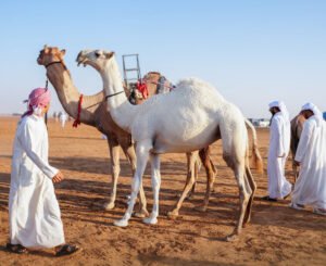 مهرجان الظفرة يواصل «ترصيص الإبل» استعداداً لدورته العشرين 4 مهرجان الظفرة يواصل «ترصيص الإبل» استعداداً لدورته العشرين