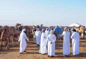 مهرجان الظفرة يواصل «ترصيص الإبل» استعداداً لدورته العشرين 7 مهرجان الظفرة يواصل «ترصيص الإبل» استعداداً لدورته العشرين