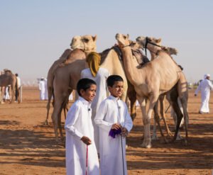 مهرجان الظفرة يواصل «ترصيص الإبل» استعداداً لدورته العشرين 5 مهرجان الظفرة يواصل «ترصيص الإبل» استعداداً لدورته العشرين