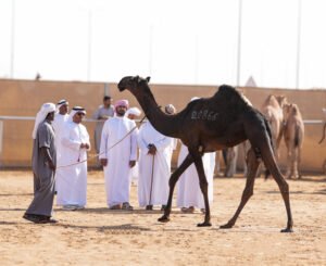 مهرجان الظفرة يواصل «ترصيص الإبل» استعداداً لدورته العشرين 8 مهرجان الظفرة يواصل «ترصيص الإبل» استعداداً لدورته العشرين
