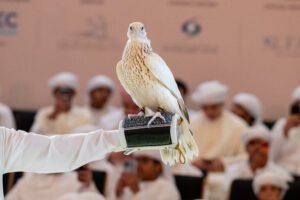 بـ2.1 مليون درهم.. أبوظبي تشهد بيع أغلى صقر في تاريخ المزادات العالمية 4 بـ2.1 مليون درهم.. أبوظبي تشهد بيع أغلى صقر في تاريخ المزادات العالمية
