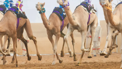 تحت رعاية هزاع بن زايد انطلاق المنافسات الختامية للنسخة الثانية من مهرجان العين لسباقات الهجن 4 هزاع بن زايد