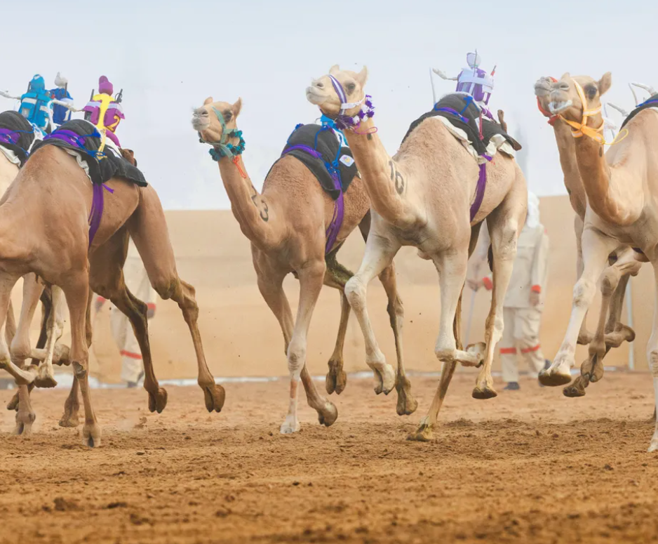 تحت رعاية هزاع بن زايد انطلاق المنافسات الختامية للنسخة الثانية من مهرجان العين لسباقات الهجن 1 هزاع بن زايد