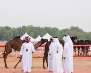 مزاينة سويحان بمهرجان الظفرة تسجل دخول 339 مطية في يومها الأول 6 مزاينة سويحان بمهرجان الظفرة تسجل دخول 339 مطية في يومها الأول