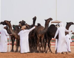 مزاينة سويحان بمهرجان الظفرة تسجل دخول 339 مطية في يومها الأول 2 مزاينة سويحان بمهرجان الظفرة تسجل دخول 339 مطية في يومها الأول