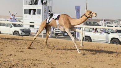 توقعات بمشاركة كبيرة في مهرجان الظفرة لسباقات الهجن 3 توقعات بمشاركة كبيرة في مهرجان الظفرة لسباقات الهجن