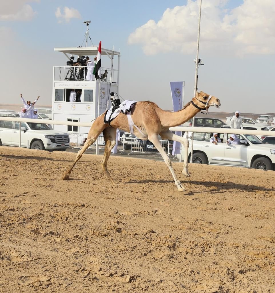 توقعات بمشاركة كبيرة في مهرجان الظفرة لسباقات الهجن 1 توقعات بمشاركة كبيرة في مهرجان الظفرة لسباقات الهجن