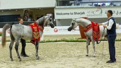 مهرجان الشارقة الدولي للجواد العربي‬ السلالة المصرية ينطلق غدًا