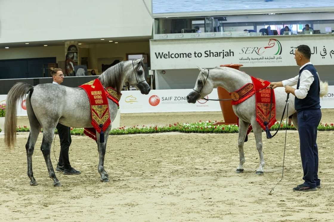 مهرجان الشارقة الدولي للجواد العربي السلالة المصرية ينطلق غدًا 1 مهرجان الشارقة الدولي للجواد العربي السلالة المصرية ينطلق غدًا