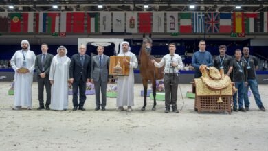 المرابط الإماراتية تحصد 12 لقباً في بطولة المغرب لجمال الخيل العربية