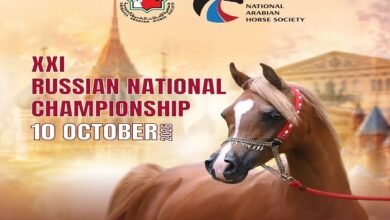 تعاون إماراتي روسي لتنظيم بطولة روسيا لجمال الخيل العربية