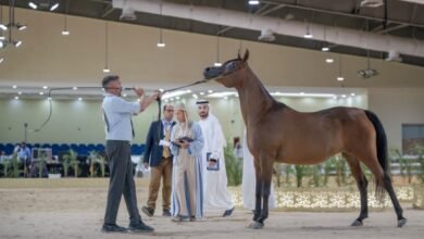 البطولة الوطنية لجمعية الإمارات للخيول العربية تنطلق بمشاركة 253 خيلًا