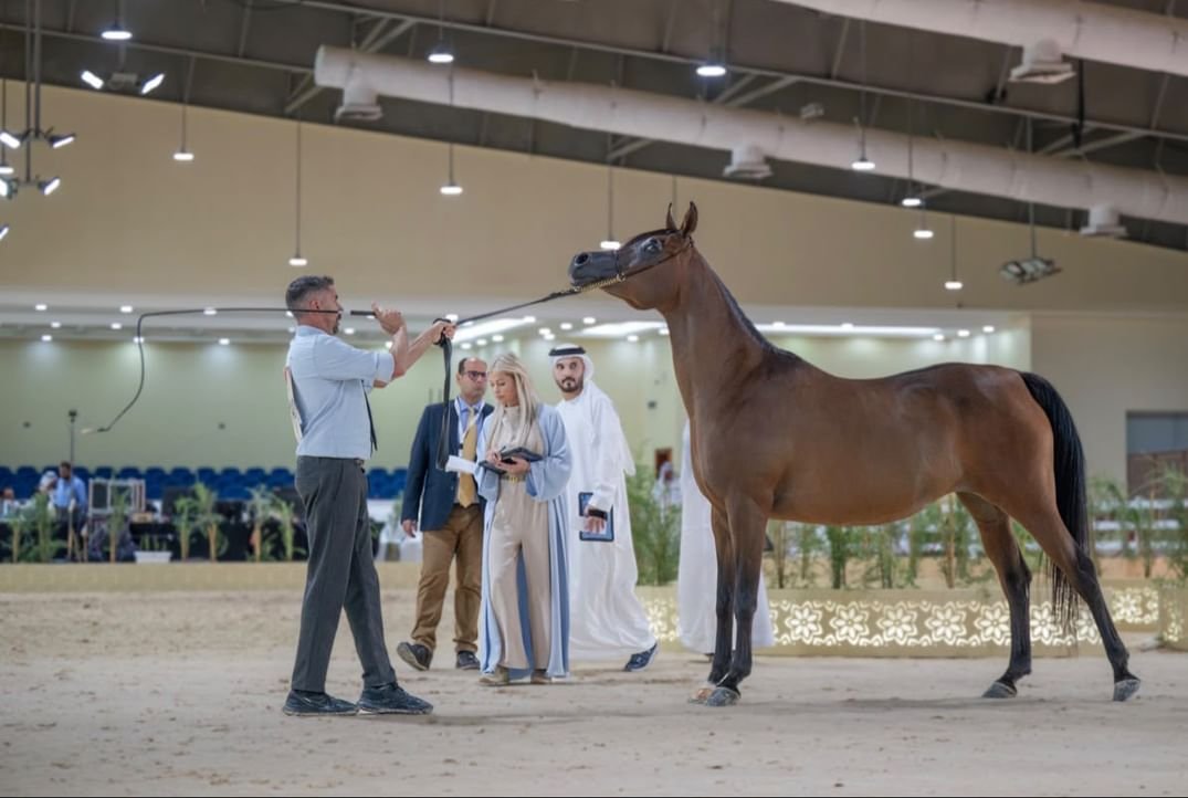 البطولة الوطنية لجمعية الإمارات للخيول العربية تنطلق بمشاركة 253 خيلًا 1 البطولة الوطنية لجمعية الإمارات للخيول العربية تنطلق بمشاركة 253 خيلًا